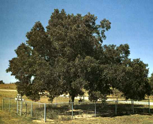 Original Burkett Pecan-1969
